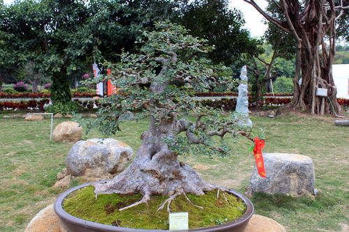 福建东南花都——2012年获奖盆景