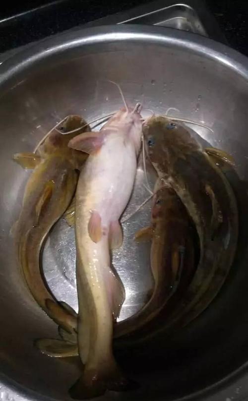 二胡子鱼长相猥琐却味极鲜极美曾有人钓起5斤大的