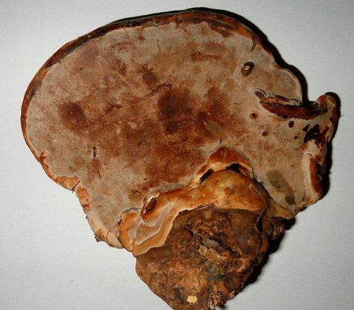 野生灵芝的鉴别必须知道的5点