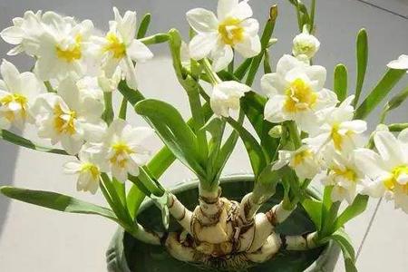 水仙花的鳞茎在哪里