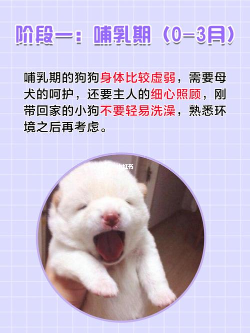 狗丨一生的必经阶段9374你知道吗71_狗狗_狗粮_新手_强健骨骼