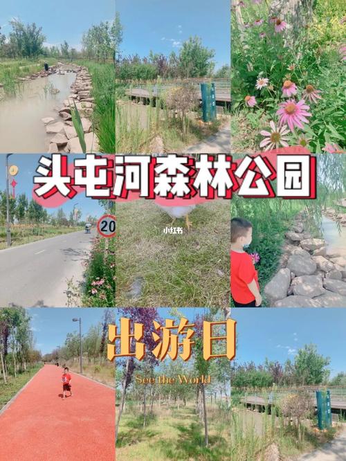 头屯河森林公园_森林_头屯河谷森林公园_野餐_自行车
