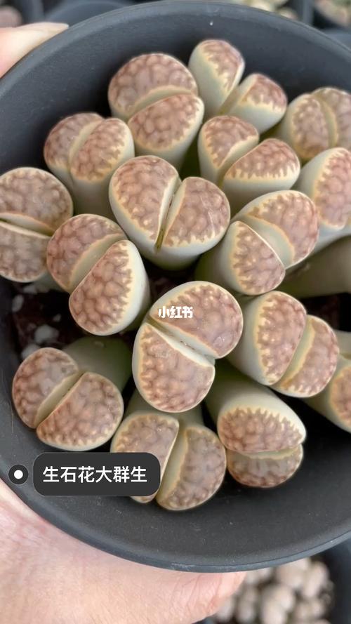 生石花大群生,猜猜养了几年的96_生石花_多肉植物_生石花屁股花