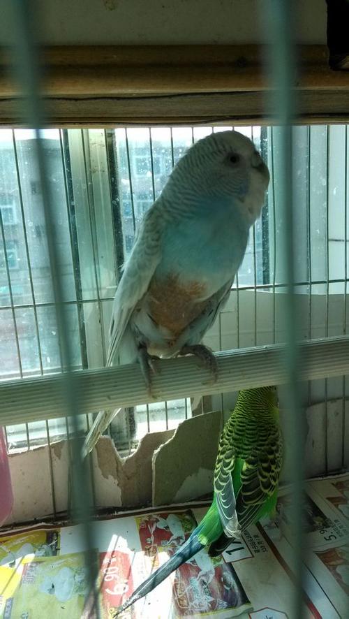 求助各位大神,我家的虎皮鹦鹉肚子没毛,咋回事啊,急急