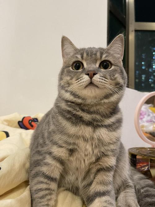 无偿领养 英短虎斑