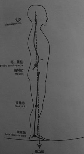 肌肉骨骼系统肌动学之人体重力线