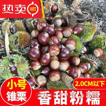 建瓯特产板栗生新鲜高山锥栗油栗毛栗子圆栗农家现摘2021精选小号锥栗