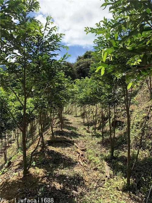 奇楠沉香认购_奇楠树认养基地_茂名沉香协会指定单位-沉香树种植技术