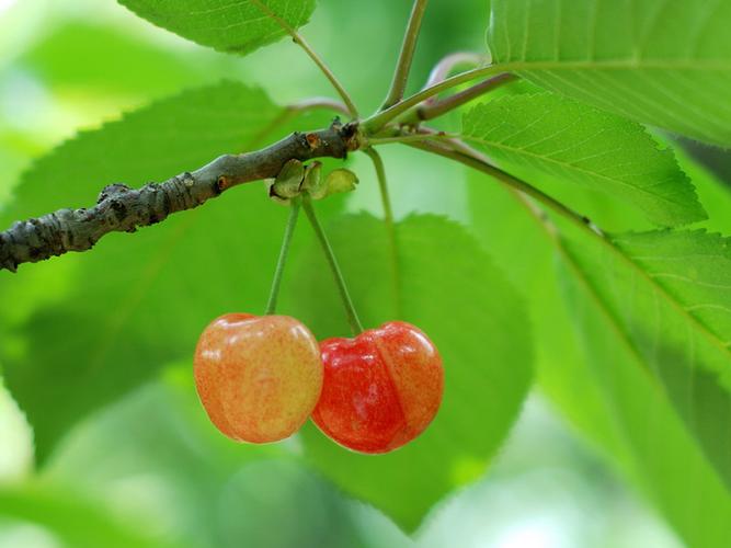 红樱桃