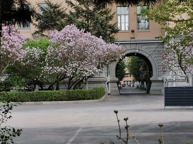 走进哈工大校园……丁香花盛开…….