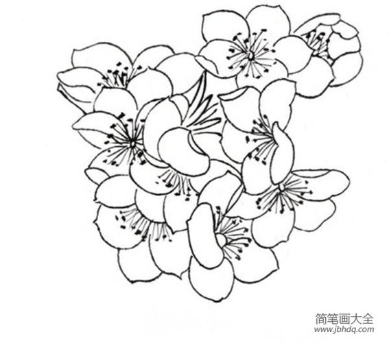 桃花局部三花朵侧面白描桃花局部二花朵侧面白描桃花局部一一簇花朵一