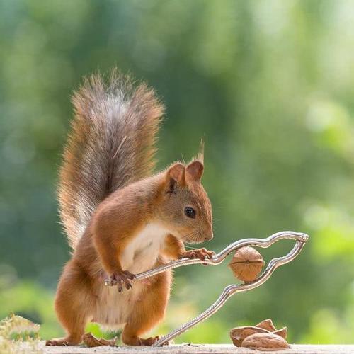 100多万的保时捷车厢,藏了上百斤核桃,瑞士的松鼠挺识货啊