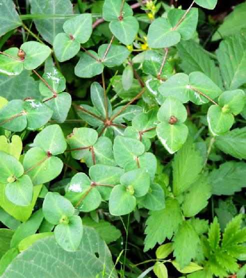 田边随手采棵草,搞定骨质增生和骨刺,专家直呼妙