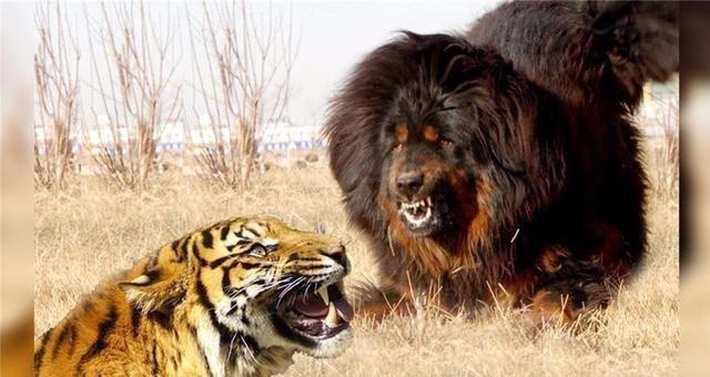 东北虎有时会捕食狗如果将狗换成藏獒犬老虎还能成功捕食吗