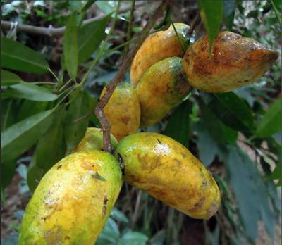 牛卵泡新鲜现摘野生水果牛郎果牛哈卵木通果九月瓜拿