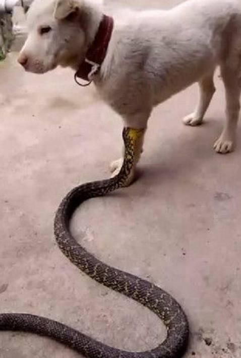 土狗站着一动不动,原来是腿上有东西|土狗|菜花蛇|大