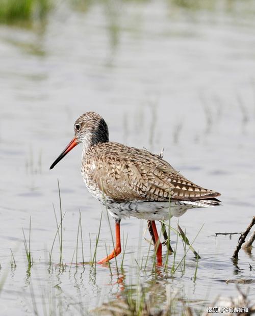 候鸟迁徙看新疆丨新疆塔城成群鹬鸟翩飞库鲁斯台