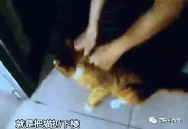为证明猫有没有9条命,科学家将100只猫从楼上扔下