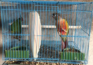 虎皮牡丹繁殖笼,鸟笼