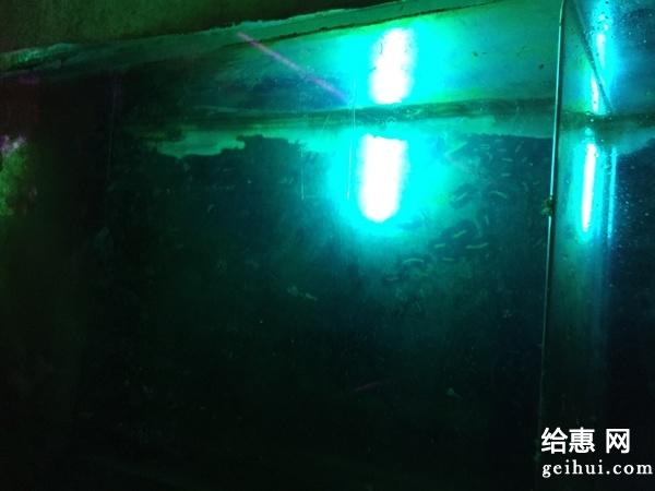 晒淘宝之鱼缸uv杀菌灯(4-74)