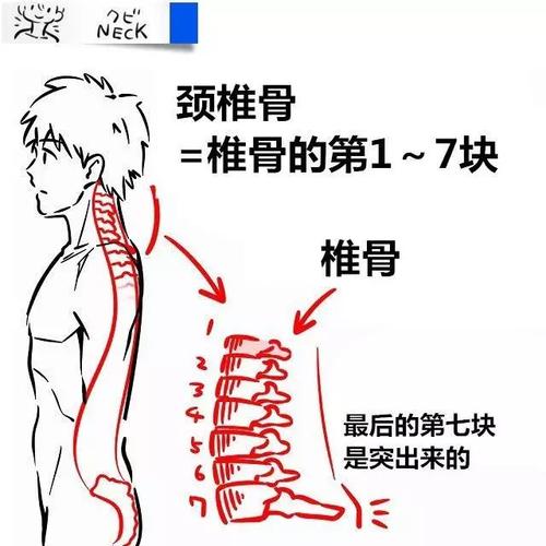 【新手教程】第11期:颈椎篇,关于颈椎骨的碎碎念