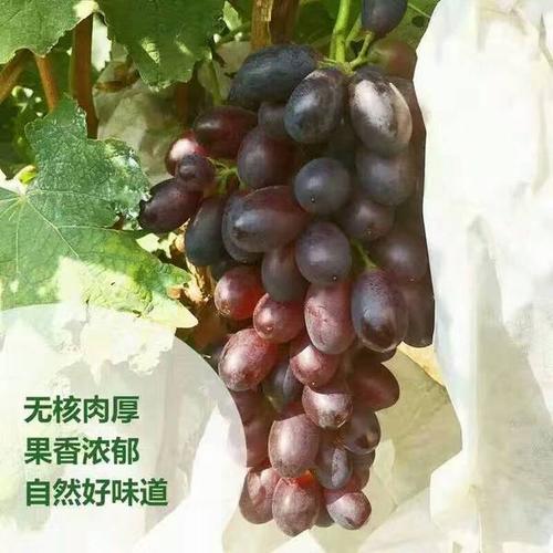 黑美人葡萄天然生无添加颗粒大肉厚甜度保证