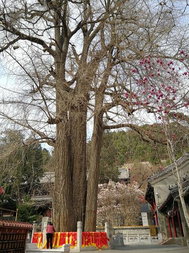 皇家千年古刹一潭柘寺