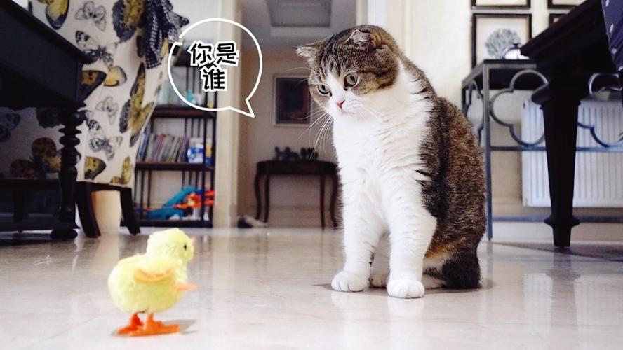 首发于李喜猫 写文章