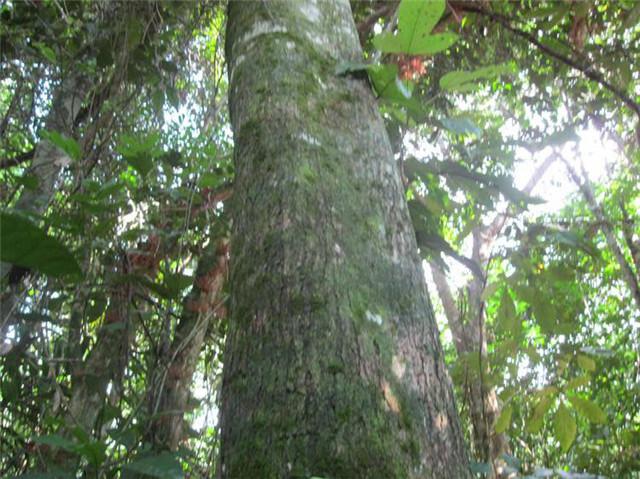 非洲小叶紫檀——红木市场的一匹黑马(原创)