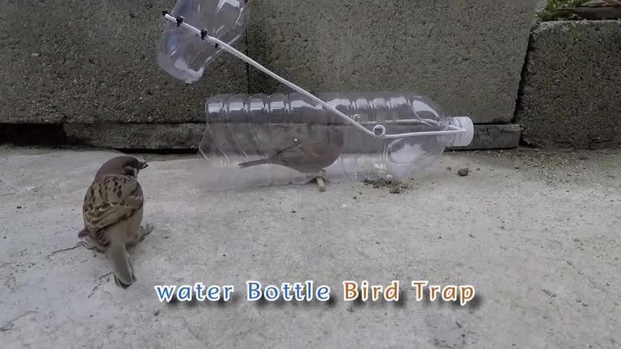用矿泉水瓶做简易的捕鸟陷阱,要爱护鸟类哦!