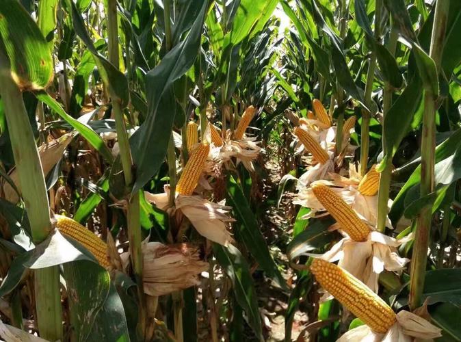 高产稳产多抗广适中晚熟玉米品种金园007!