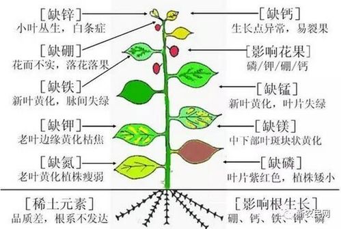 磷肥施用过量有害无益!