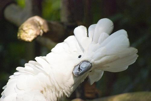 养一只葵花鹦鹉  