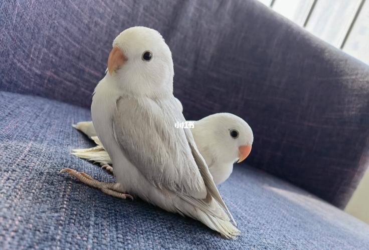 墨伊莎_鹦鹉_牡丹_小娃娃_手养牡丹鹦鹉_宠物_宠物其他