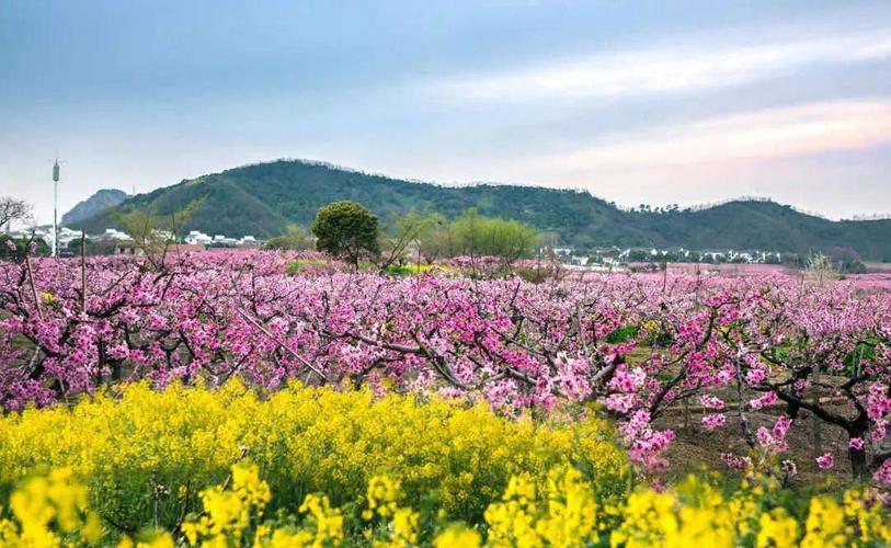 喜讯中国无锡阳山桃花节被授予中国优秀当代节事荣誉称号