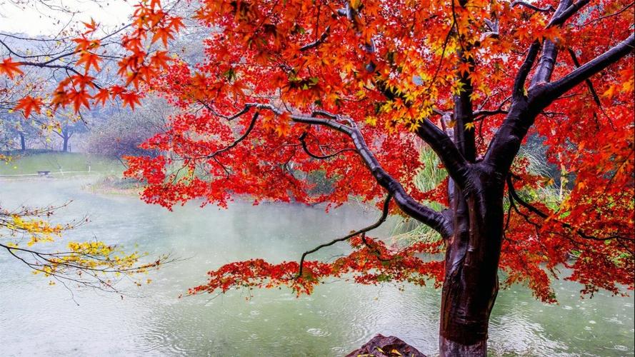 唯美养眼枫叶高清桌面壁纸 在世界众多的红叶树种中,枫树的秋叶独树一