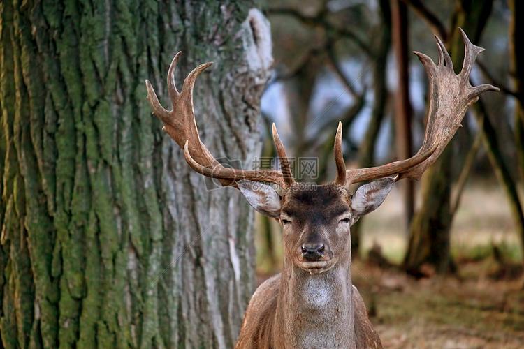 站着的鹿高清图片下载-正版图片500175815-摄图网