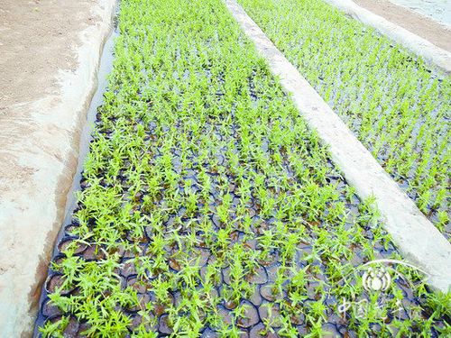 千屈菜扦插快繁技术