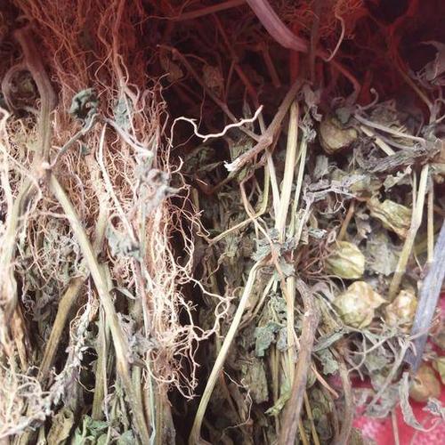 广西荔浦市灯芯草 灯笼草干货8元一斤