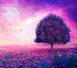 微信头像浪漫樱花树