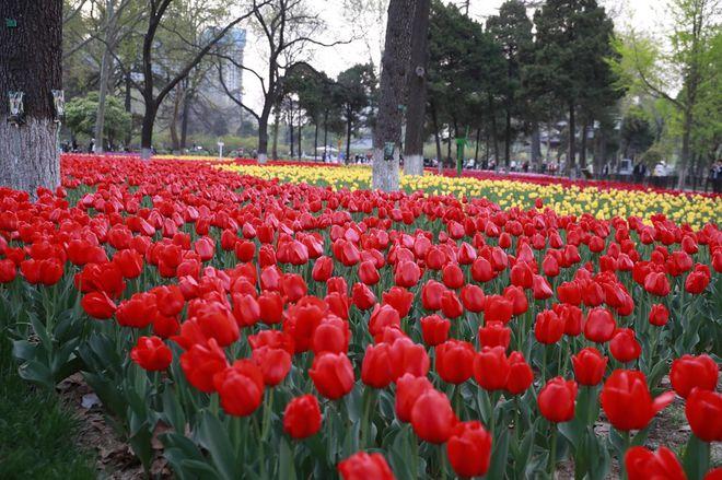 西安兴庆宫郁金香绽放 市民花海中"郁"见春天|赏花|公园_网易订阅