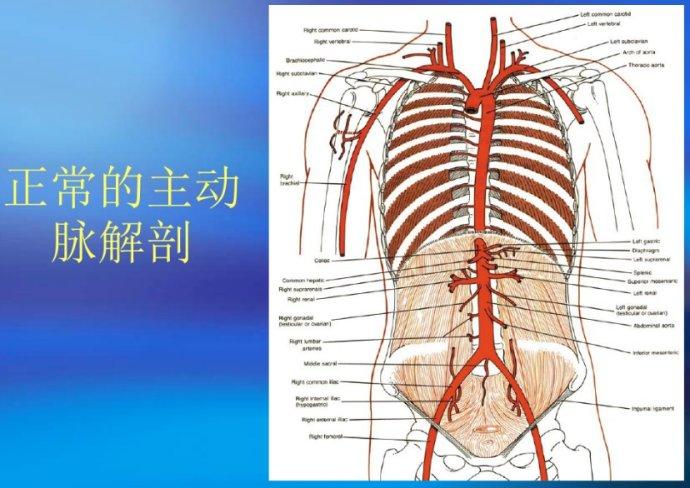 动脉解剖_不可战胜的大婶_新浪博客