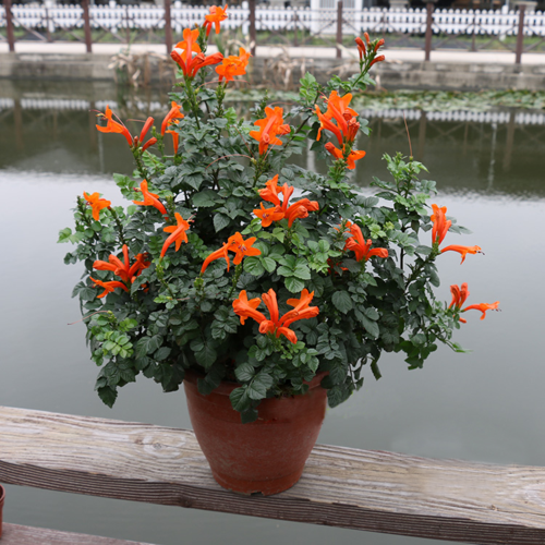 原创娇俏盛放鲜艳美丽的藤萝花,凌霄花这么养护,活力无限香气宜人