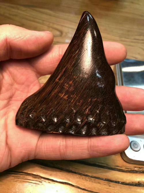 这是犀牛角吗