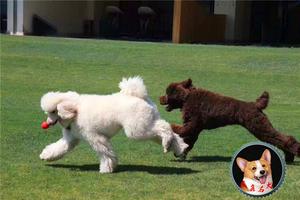 家养纯种巨型贵宾犬幼犬活体 大型玩具泰迪宠物狗巨贵赛级贵妇犬