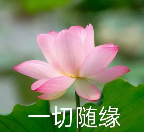 荷花表情包,让我们的丧,更加圣洁～还可以用来做头像