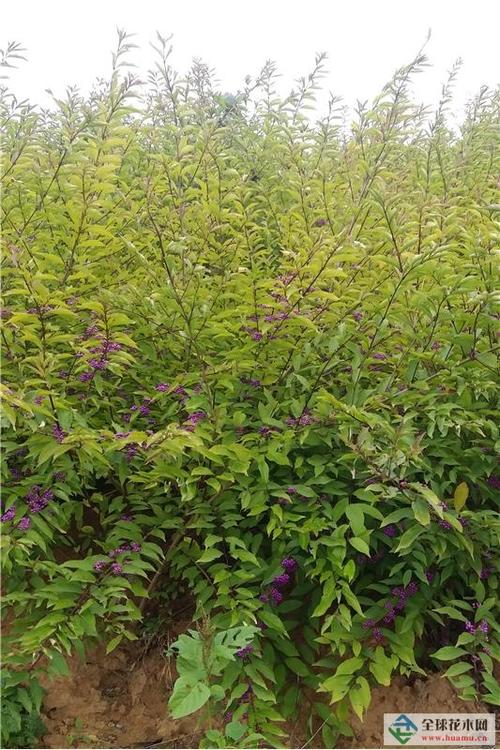 小紫珠为观果灌木,果期8-11月,果紫色,形小量大,耐旱,病虫害少.