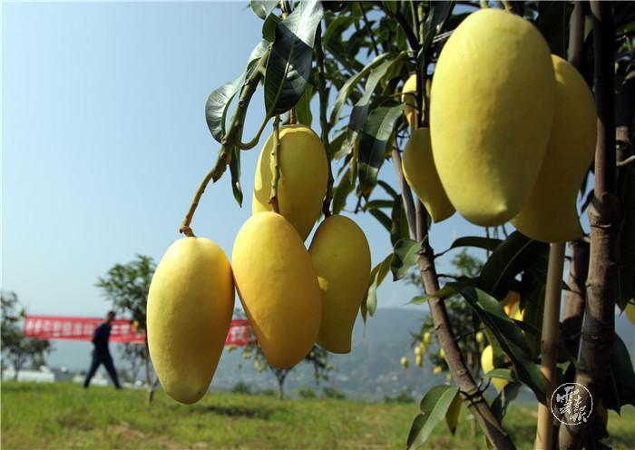 大理永平:专家支招种出致富芒果