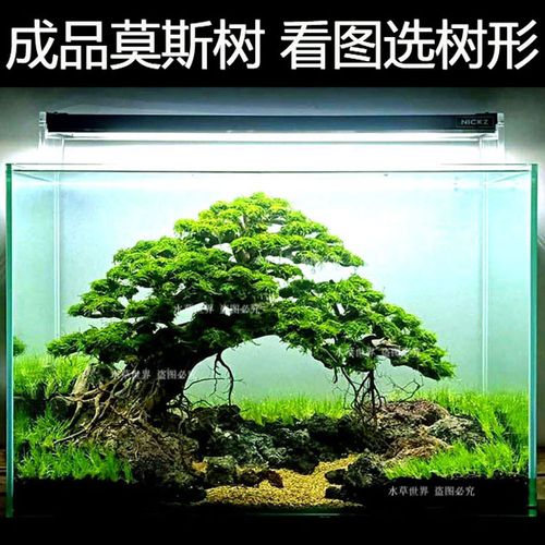 莫斯树成品巴西树水草树鱼缸造景沉木树水族箱造景水草看图选