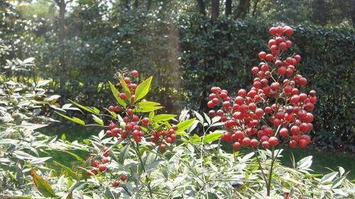 壁纸 桌面 南国红豆/相思红豆图片